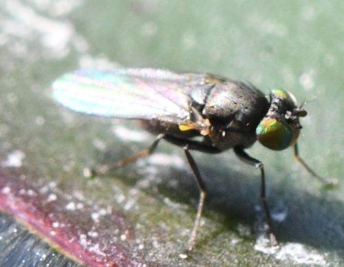 Hydrellia sp.